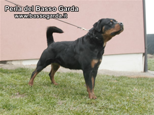 Perla del bassogarda
